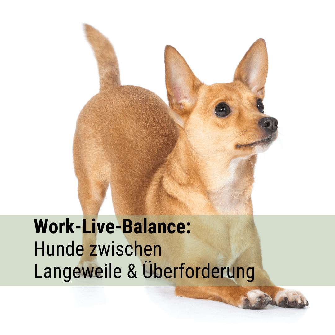 Work-Live-Balance: Hunde zwischen Langeweile und Überforderung