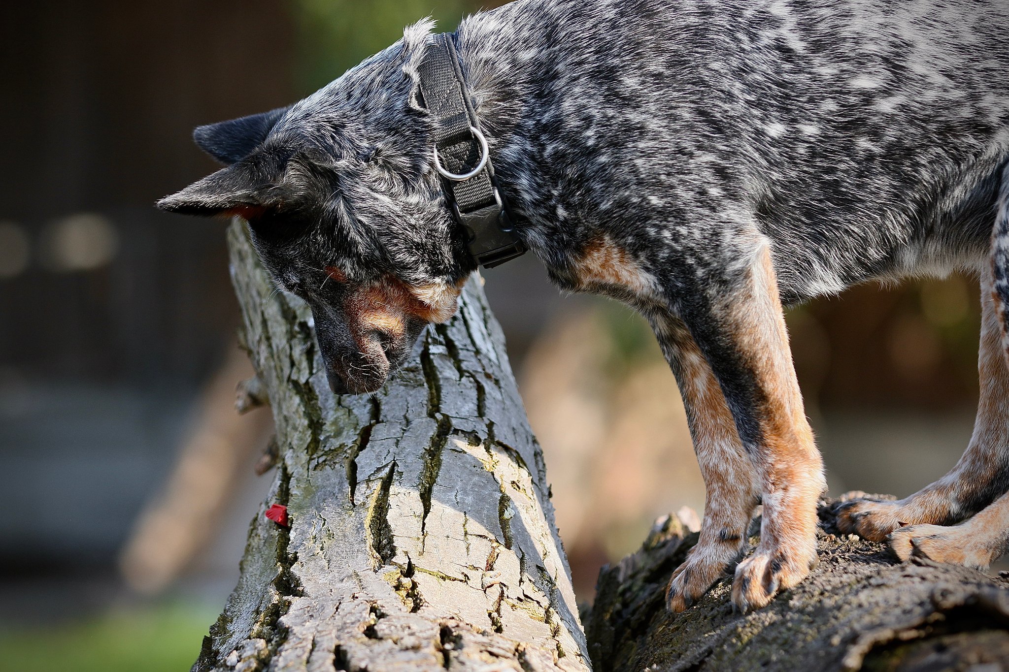 Spürhunde Seminar
