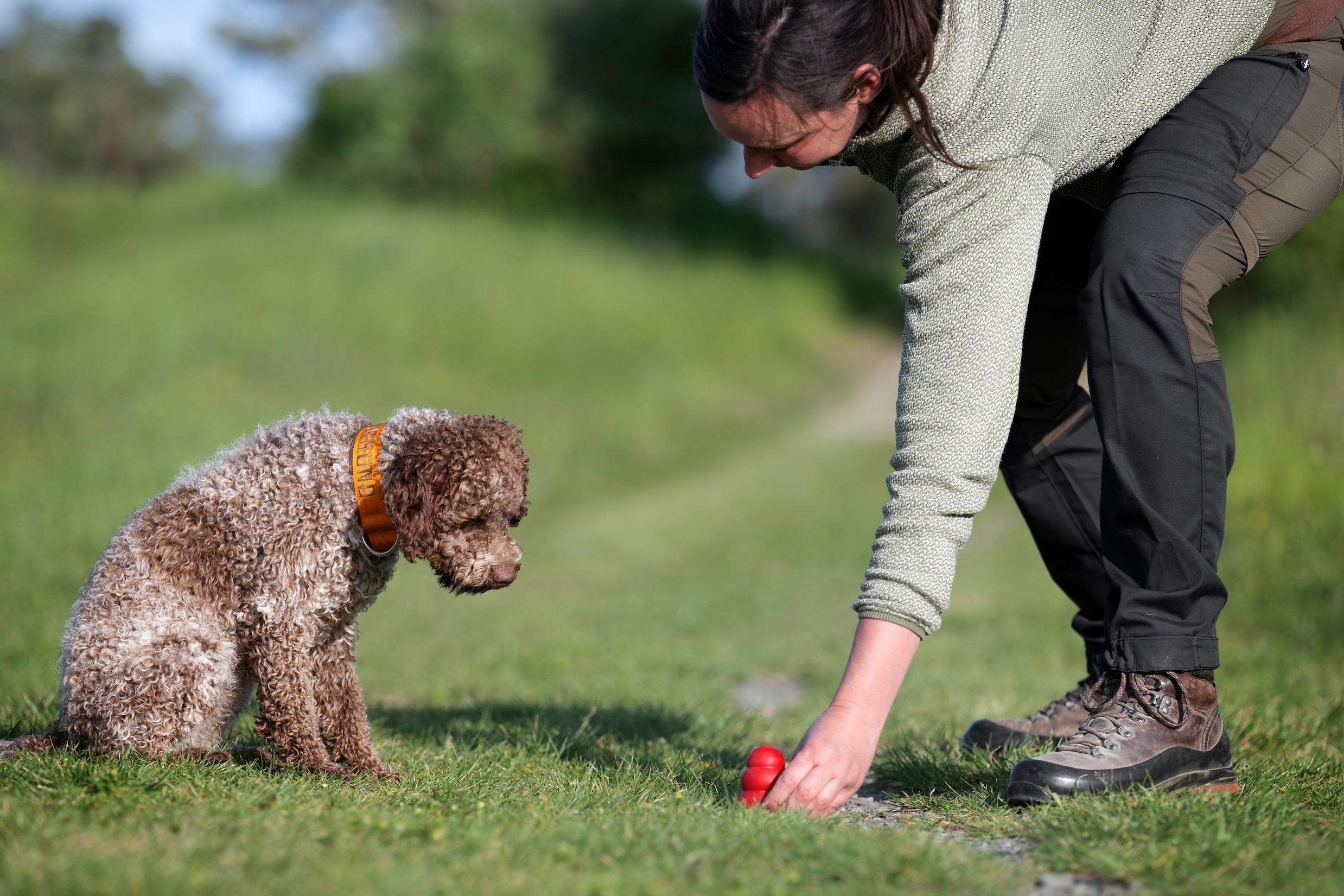 Scent Detection - Einsteiger