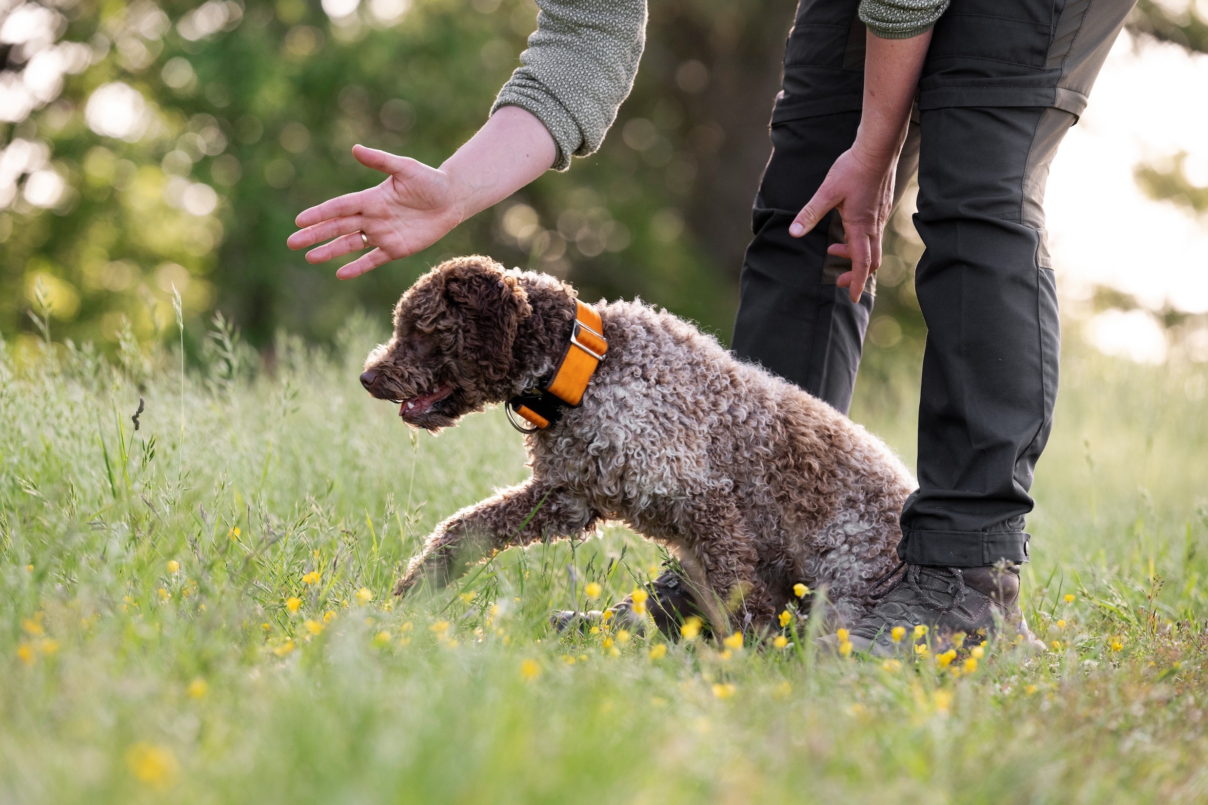 Scent Detection - Aufbaukurs ( nachmittags)