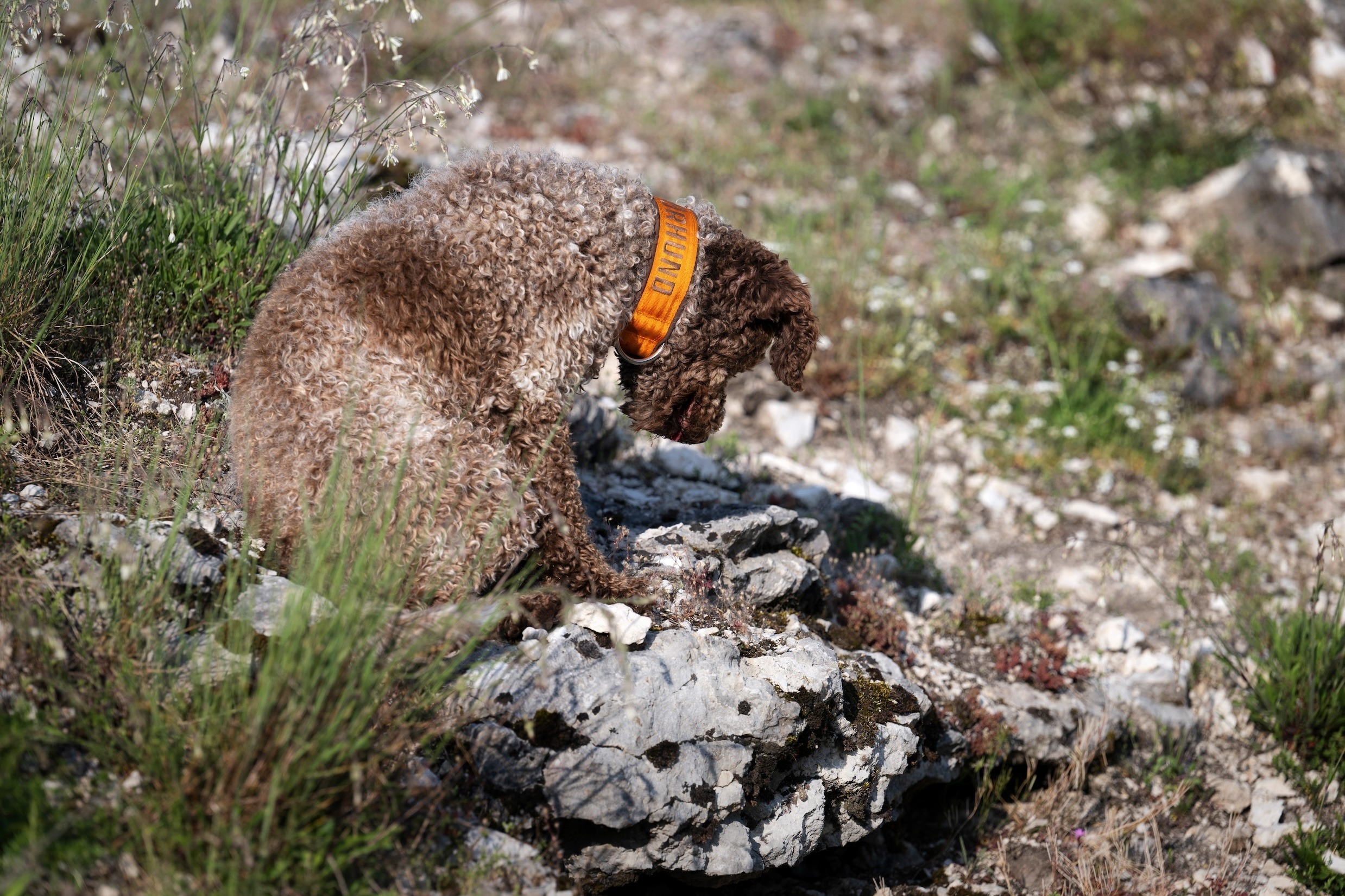 Für Fortgeschrittene - Scent Detection