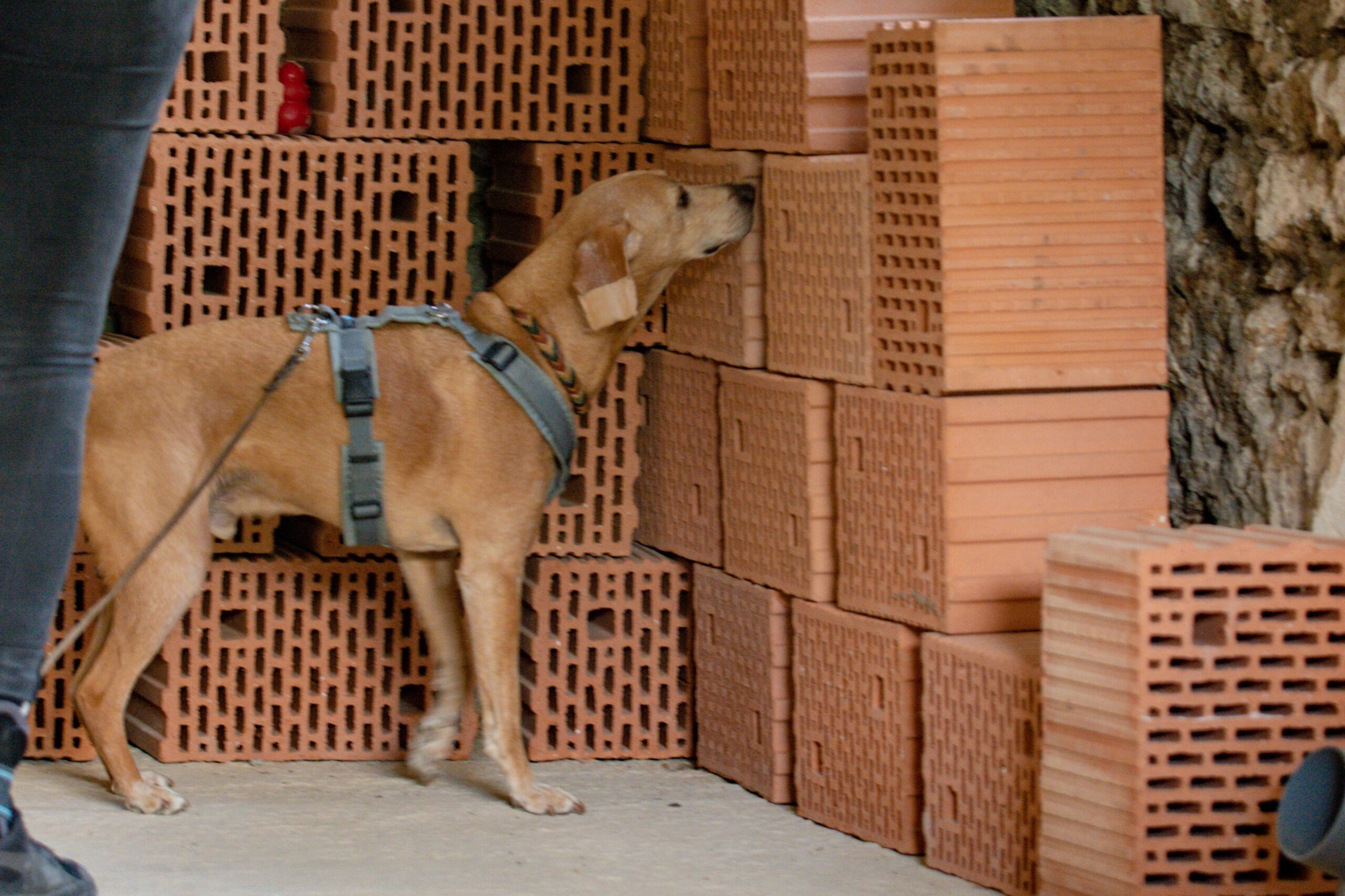 Scent Detection - Aufbaukurs