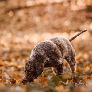 Fundament und Aufbau, Webinar für Scent Detection Training, Nasenarbeit Übungen, Betreuung von Expertinnen,  „Scent Detection Aufgaben“, „Webinar Nasenarbeit Hund“