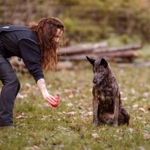 Fundament und Aufbau, Webinar für Scent Detection Training, Nasenarbeit Übungen, Betreuung von Expertinnen,  „Scent Detection Aufgaben“, „Webinar Nasenarbeit Hund“