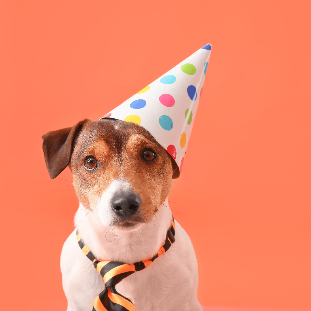 Jubiläum! Ein Jahr Suchhunde in Kulmbach