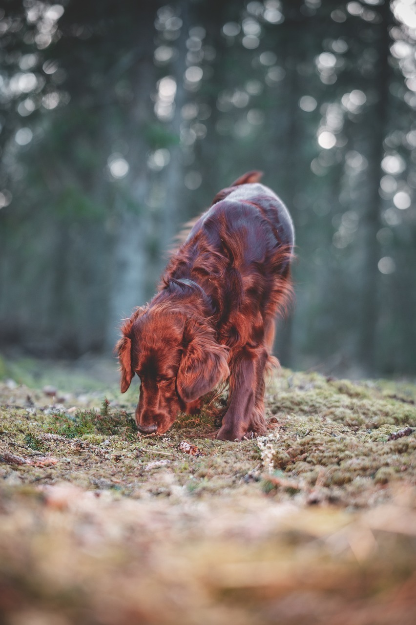 Scent Detection - Tagesseminar