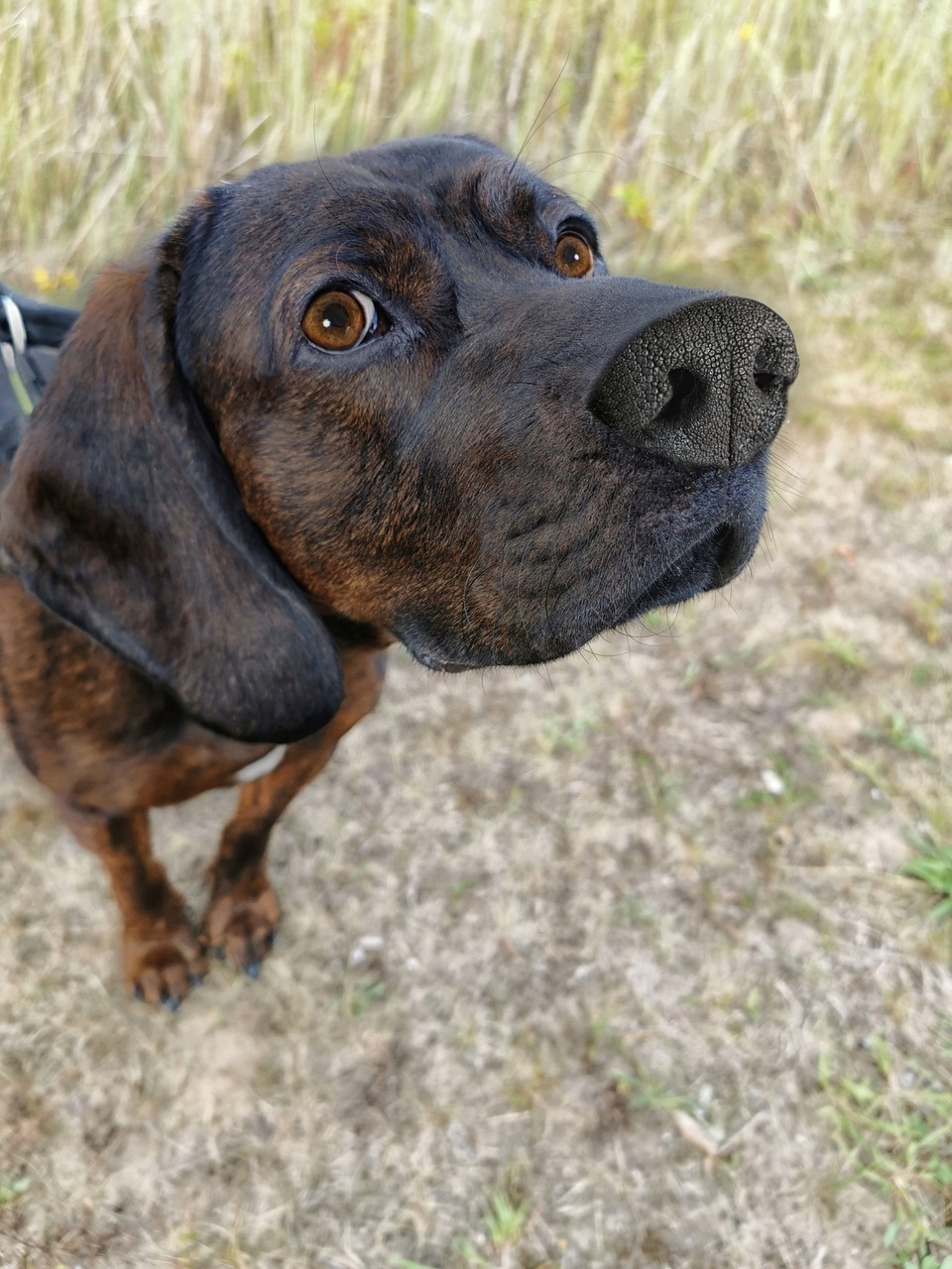 Scent Detection - Training für Fortgeschrittene