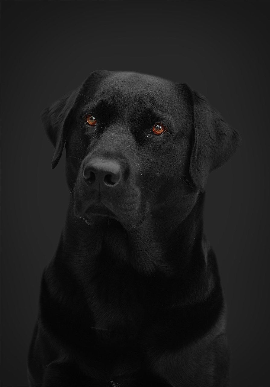 Scent Detection Freitag (Gruppe 2)