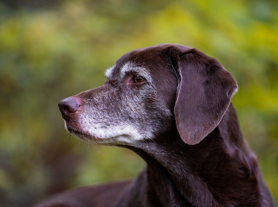 Scent Detection Senior Gruppe