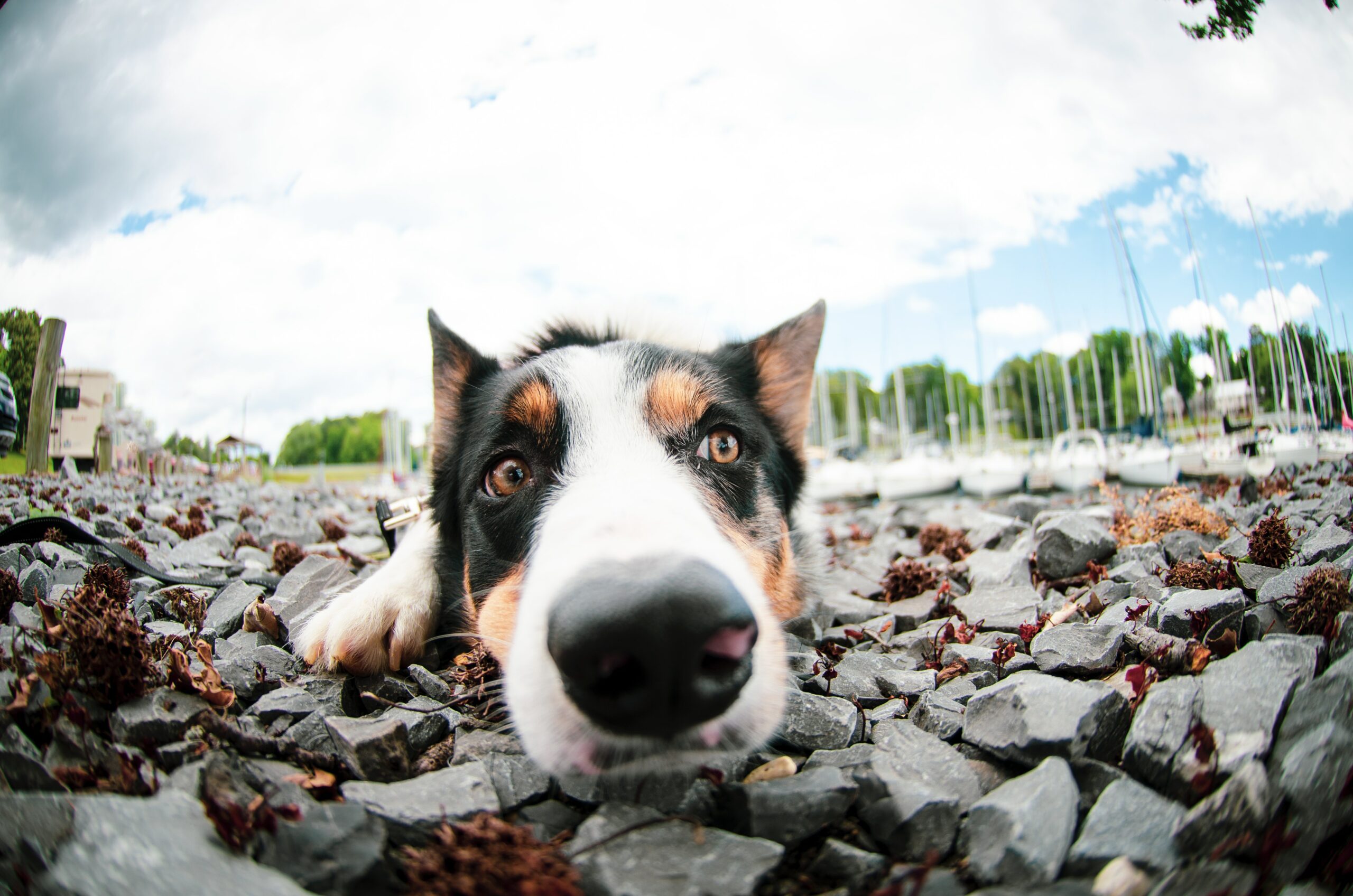 Scent Detection Workshop